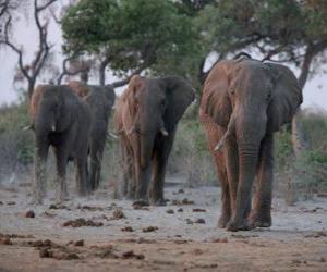 Puzzle Αφρικανικών ελεφάντων